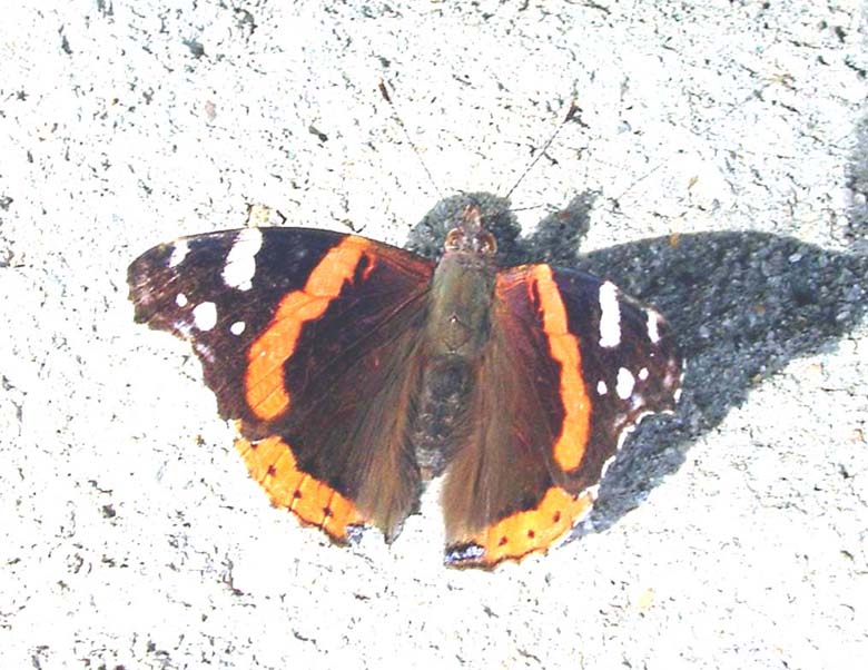 Vanessa atalanta